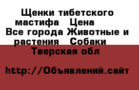 Щенки тибетского мастифа › Цена ­ 80 - Все города Животные и растения » Собаки   . Тверская обл.